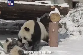 这些萌宠们的亲子瞬间里，有你的童年记忆吗？图片