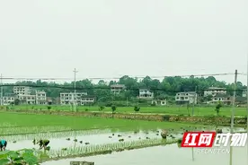 新邵陈家坊镇千余留守妇女乐当“农时月嫂”忙增收图片