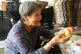 80岁奶奶帮孙子直播卖杏走红：爱吃杏嫁到村中，对镜头不怯场图片