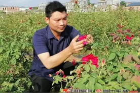 用玫瑰传递爱心！博白青年种下一片玫瑰花海图片