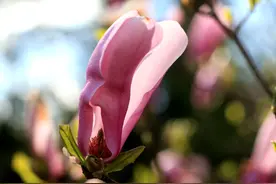紫玉兰学名：Magnolia liliiflora图片