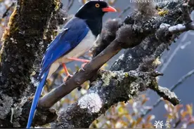 「生物多样性百科」脊椎动物·红嘴蓝鹊：你的好奇，可能会害得我“抛妻弃子”图片