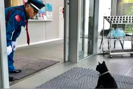 日本尾道美术馆恢复营业 网红黑猫再次“硬闯”美术馆被拦图片