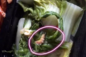 武汉一高中配餐多次出现虫子，校长被免职视频封面