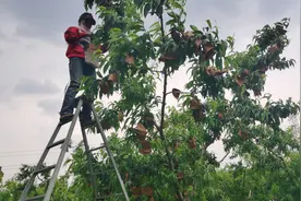 京郊陆地桃开始套袋 桃农盼无袋栽培技术图片
