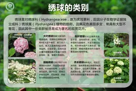 这种花有一个诗意的名字：无尽夏，你在小区里经常与它擦肩而过图片