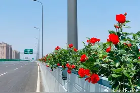 宁波高架“鲜花路”新增45公里！还有这些亮点……图片