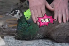 「派出所的故事」孔雀飞到小区、买榴莲嫌肉少……这些难题民警咋处理？图片