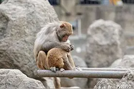 动物园内，猴子们互相捉拿身上的虱子图片