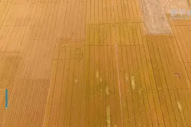 河北：3000余万亩小麦丰收在即视频封面