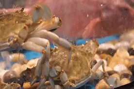 @温州人！我不允许你还不知道这家“苍南”海鲜！上百种野生海鲜，有人驱车20公里来打卡图片