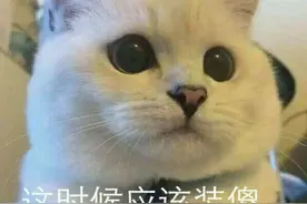 不开玩笑，猫已经当了几千年的主子图片