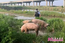 烟台高新区涵洞下突现五头猪 警民联手寻失主图片