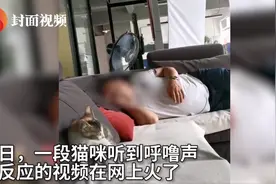 喵咪被呼噜声吵得睡不着，思前想后努力克制，几次冲上去想打人图片