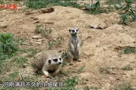 爹疼娘爱全家宠，这只刚满月的微笑“獴”萌化了图片