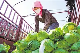 固原：蔬菜从产地到餐桌直供直销降价40%图片