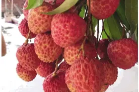 引进新品种荔枝年年丰产图片