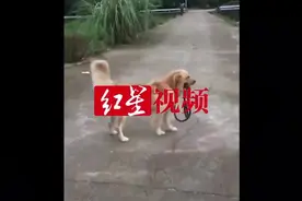 忠犬“馒头”走丢两个月 流浪回到80公里外的主人老家图片