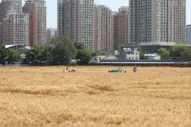 今日芒种，北京北三环内“最贵麦田”又现风吹麦浪图片