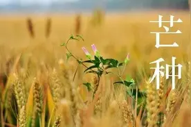一川烟草芒种舞，梅子黄时细雨霖图片