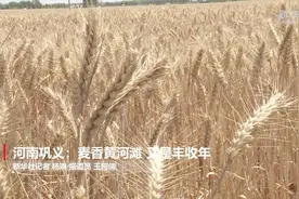 河南巩义：麦香黄河滩 又是丰收年视频封面