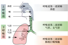新型冠状病毒如何突破人体的第一道防线？图片