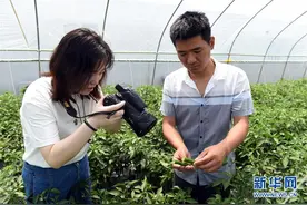 返乡创业的“90后”大学毕业生：在大棚里实现梦想图片