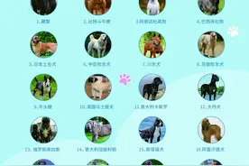 宁波养犬管理专项整治开始了！注意：重点管理区一户限一犬 这些犬不能养图片