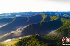 甘肃庆阳“再造一个子午岭”：黄土塬变身“绿土地”图片