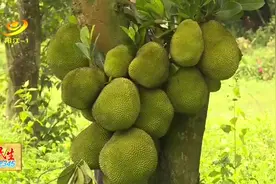 阳东红丰菠萝蜜陆续上市图片