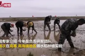 海水稻种进了青藏高原柴达木盆地视频封面