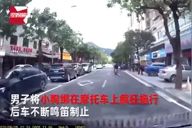 男子将小狗绑摩托车拖行百米，珠海警方：正调查，小狗被收养图片
