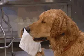 3岁男童遇上暴躁犬，眼睛被抓咬 伤及泪道可能面临终身流泪图片