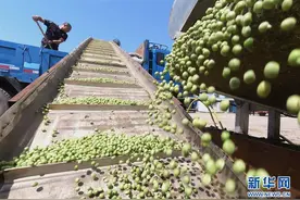 河北滦南：豌豆种植促增收图片