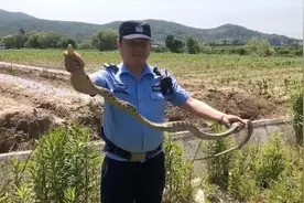 蛇出没！枇杷园来了条1米开外的“大王蛇”！警察有重要提醒图片