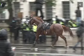 英国：抗议人群聚集首相府，骑警撞上红绿灯，马跑了……图片