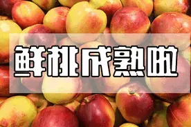 油桃熟了，油桃熟了，都来刘道之文化旅游度假村采摘油桃了图片
