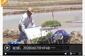 袁隆平团队在柴达木盐碱地试种海水稻图片