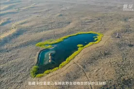 美丽中国——新疆卡拉麦里山有蹄类野生动物自然保护区掠影视频封面