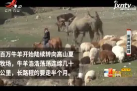 新疆：百万牛羊夏季大转场 浩浩荡荡连绵几十公里视频封面