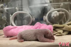 成都熊猫基地诞生两只大熊猫幼仔 一只初生体重219克图片
