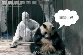 成都 熊猫基地迎来初生体重最大宝宝图片