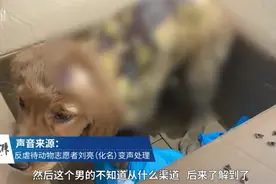 金毛被虐浑身烫伤疑遭性侵，志愿者上门与男子理论却被打图片