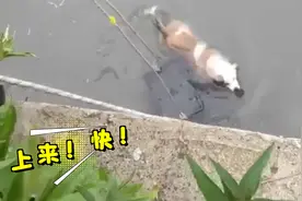 聪明乖巧！狗狗不慎落水 与消防员“默契配合”成功获救图片
