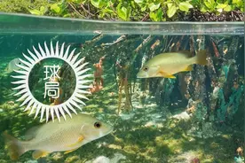 在中国南方，有这么一种宝贝！图片