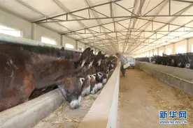 河北广宗：肉驴养殖助农增收图片