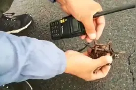 路面被洒满铁蒺藜，致多车接连爆胎？！警方调查结果来了图片