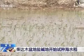 了不起！袁隆平团队在柴达木盆地盐碱地试种“海水稻”图片