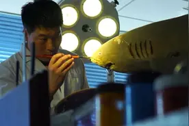 动物标本师：给每只海洋生物以新生
