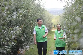 技术攻关！现代苹果小镇育出“金苹果”图片